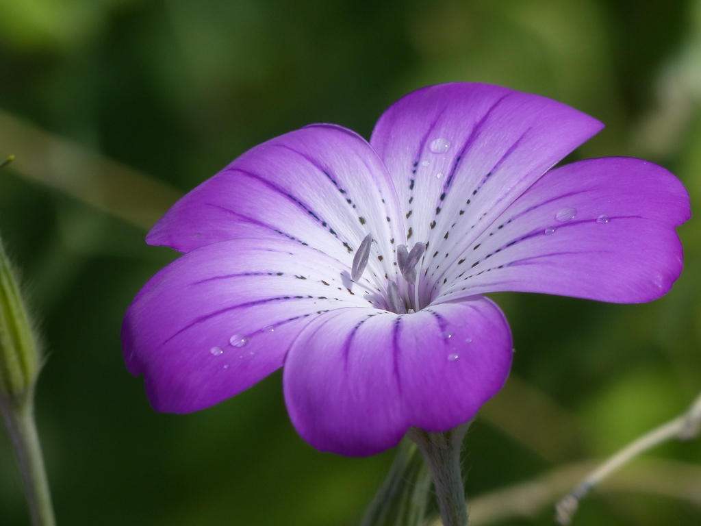 春の花