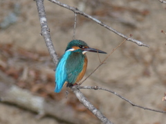 カワセミ