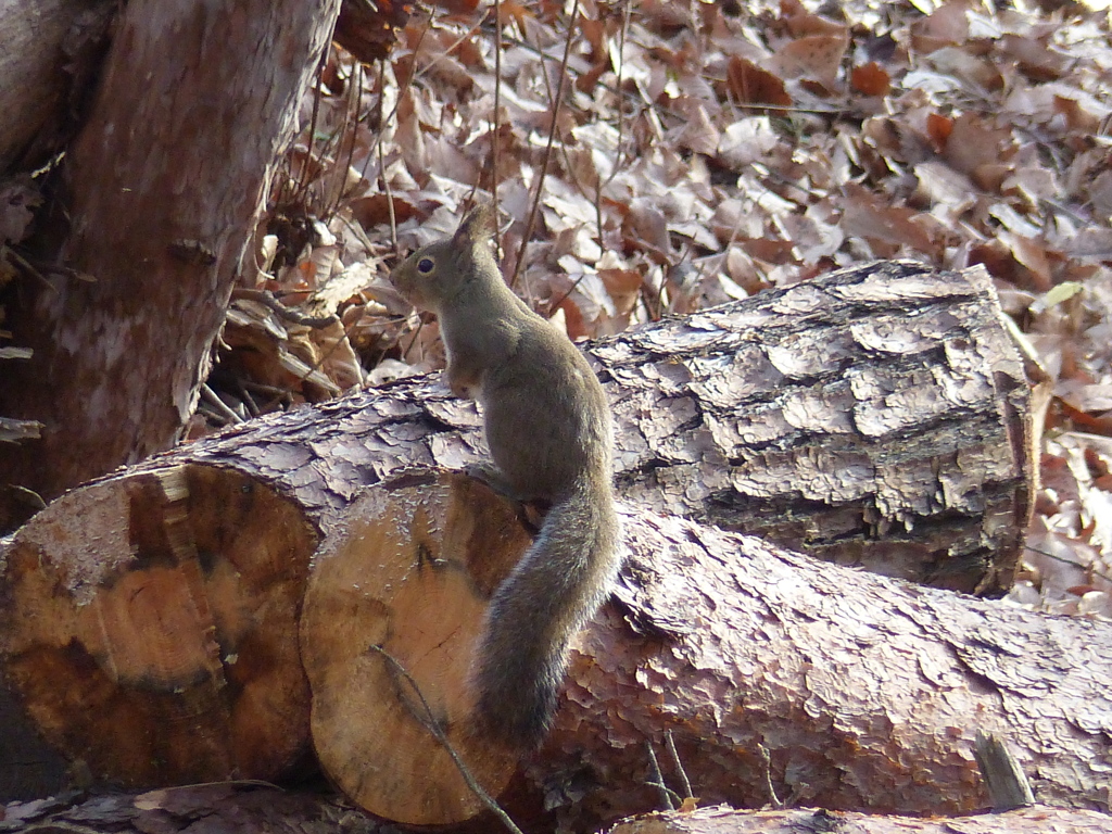 冬の里山で5(リス3)