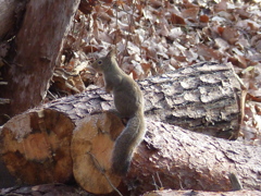 冬の里山で5(リス3)