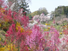 花もも