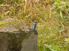カワセミ