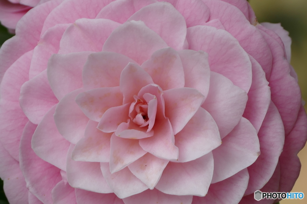 花(散歩の途中に)