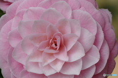 花(散歩の途中に)