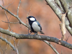 シジュウカラ