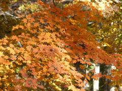 秋の里山で6(紅葉3)  