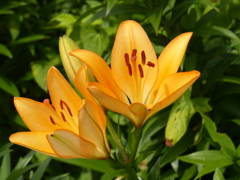 初夏の花