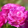 秋の花5(秋バラ2)