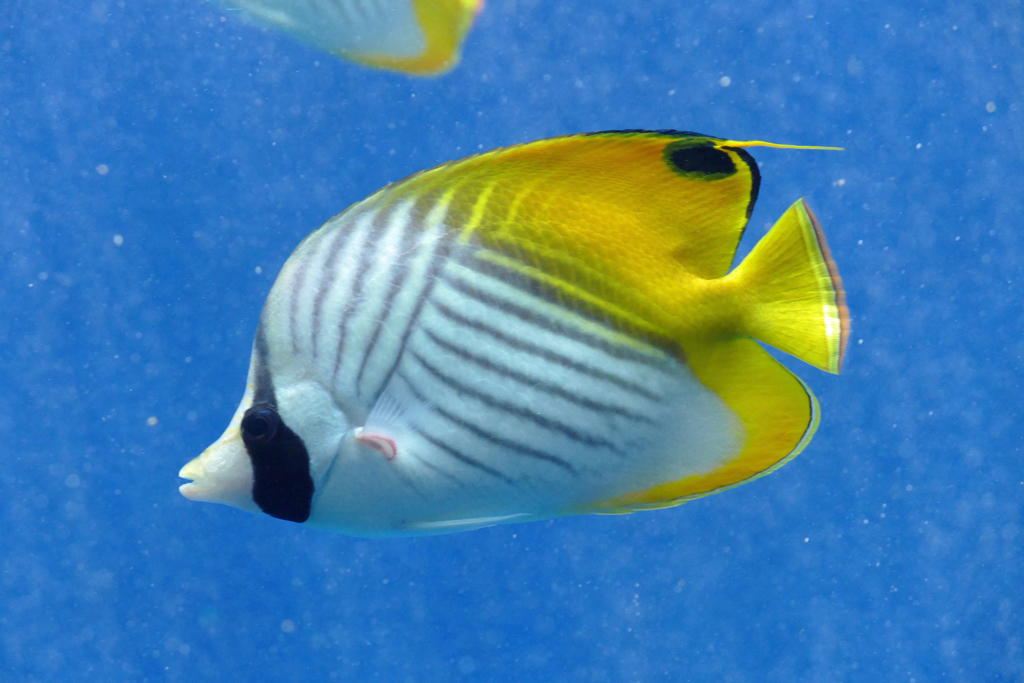 水族館で 