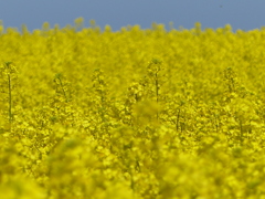 春の花