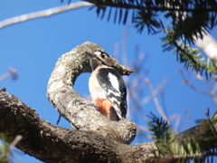 アカゲラ