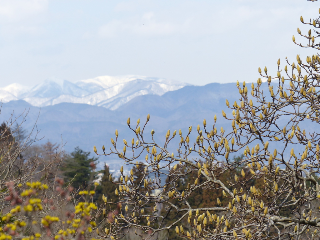 花見山