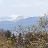 花見山