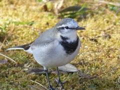冬の里山で9(セキレイ)