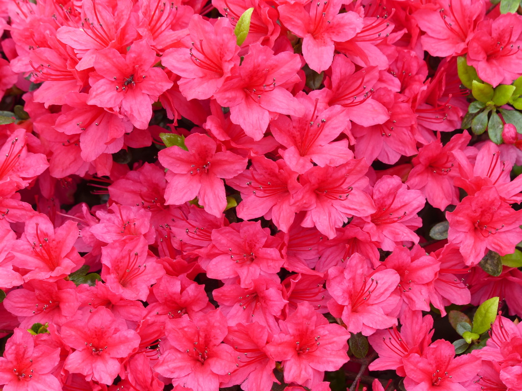 春の花