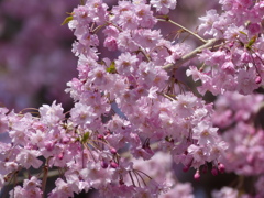 枝垂桜