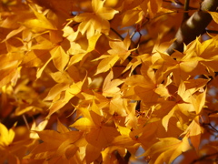 紅葉(光り輝いて)