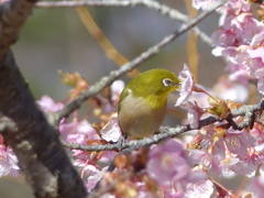 春の里山で1(河津桜とメジロ1)