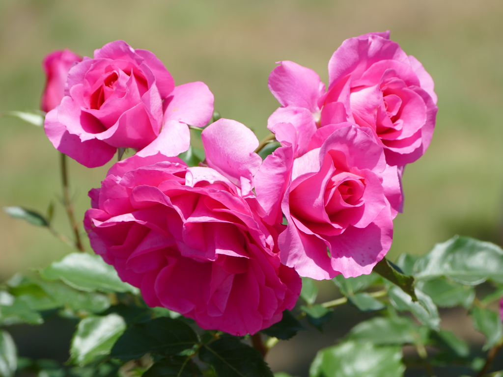 春の花18(バラ8)