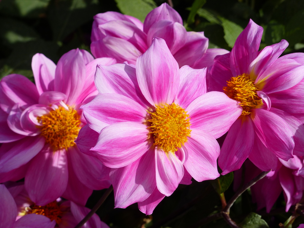 秋の花4(ダリア)