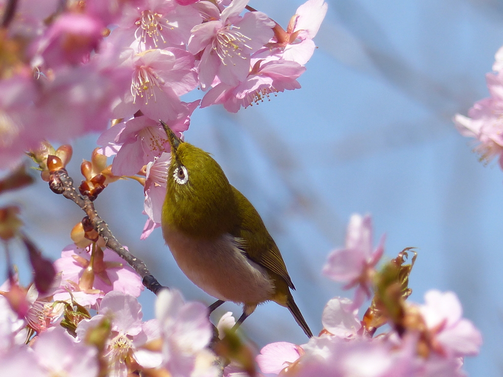 メジロ と桜