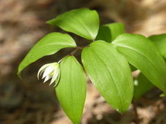 春の里山で