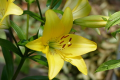 夏の花壇で