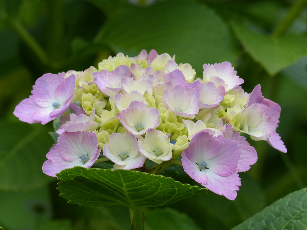 紫陽花