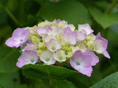 紫陽花