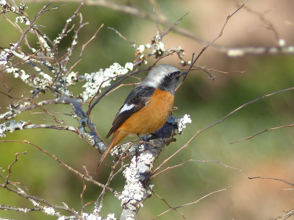 冬の里山で9(ジョウビタキ)