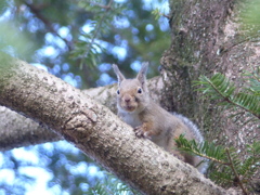 冬の里山で4(リス2)