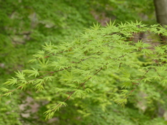 春の里山で