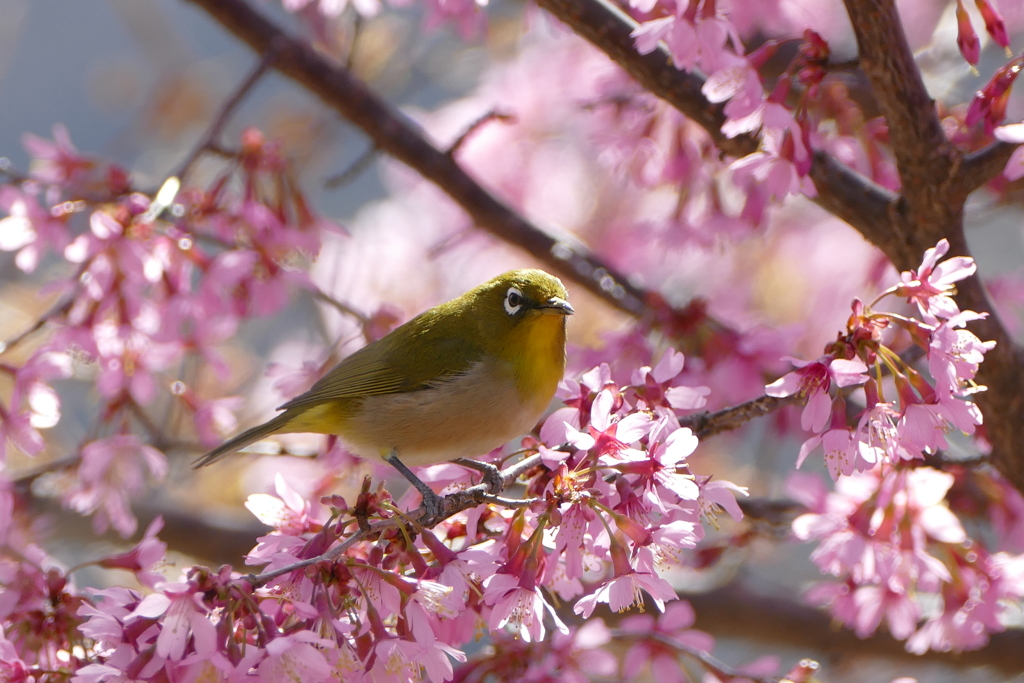 おかめ桜と春メジロ