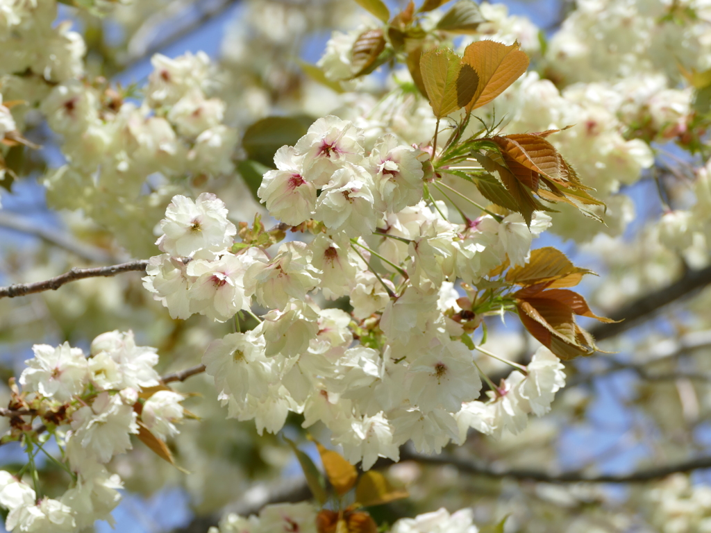 桜
