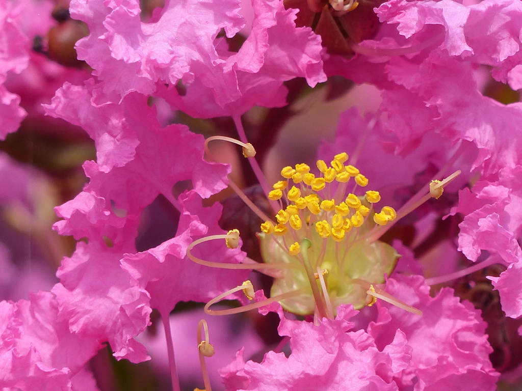 夏の花