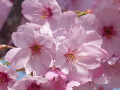 春の花1(桜1)