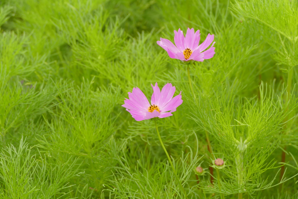 夏の花壇で