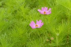 夏の花壇で