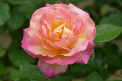 雨上がりのバラ園で