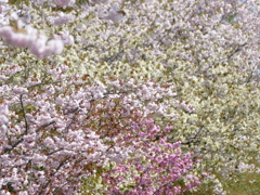 桜