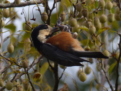 秋の里山で2(ヤマガラ)