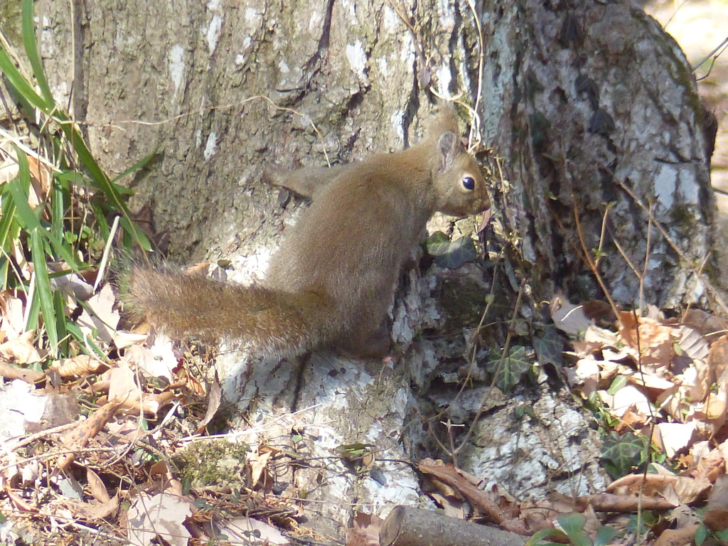 冬の里山で24(リス7)