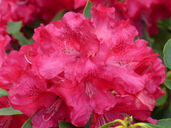 石楠花