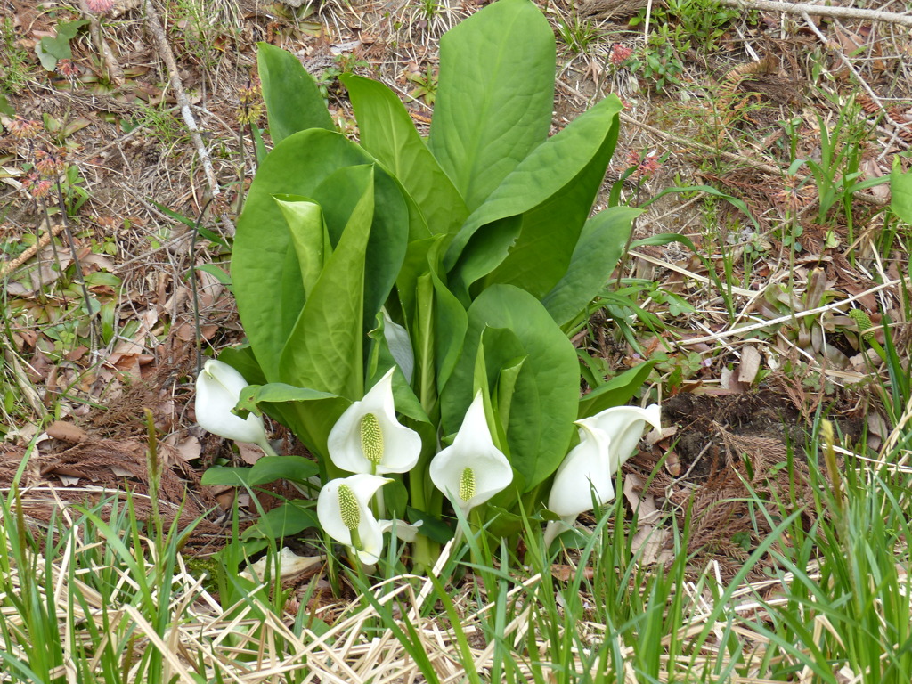 春の里山で(水芭蕉)