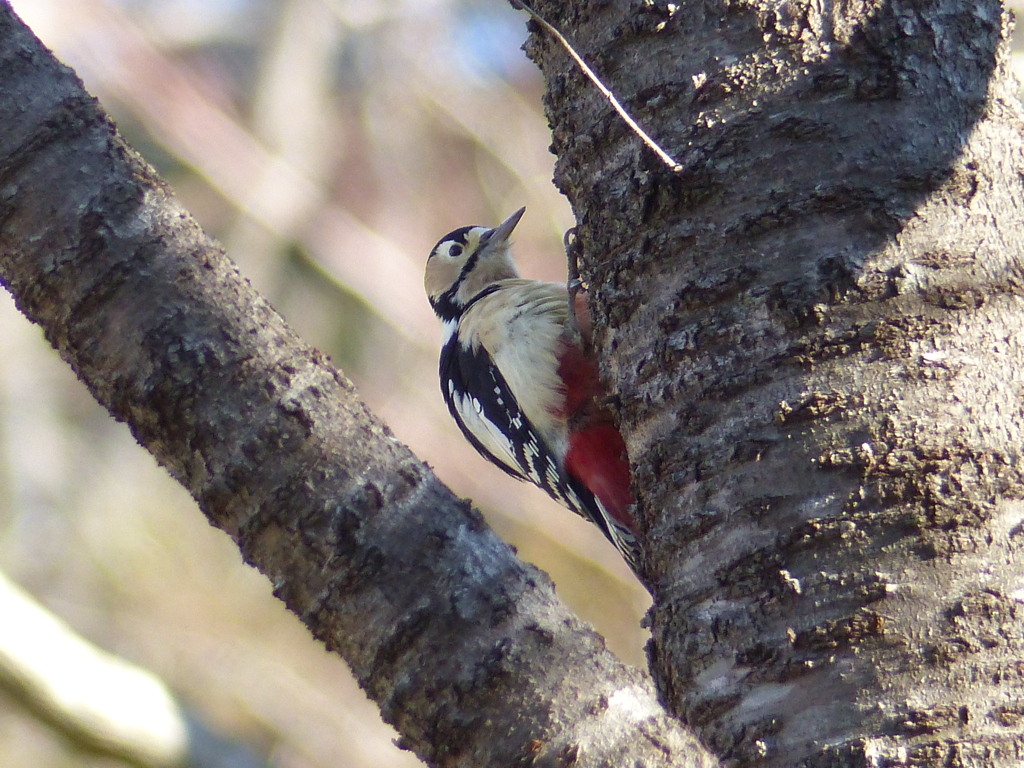 冬の里山で7(アカゲラ)