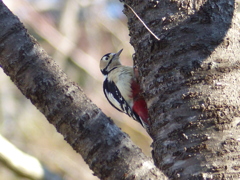 冬の里山で7(アカゲラ)