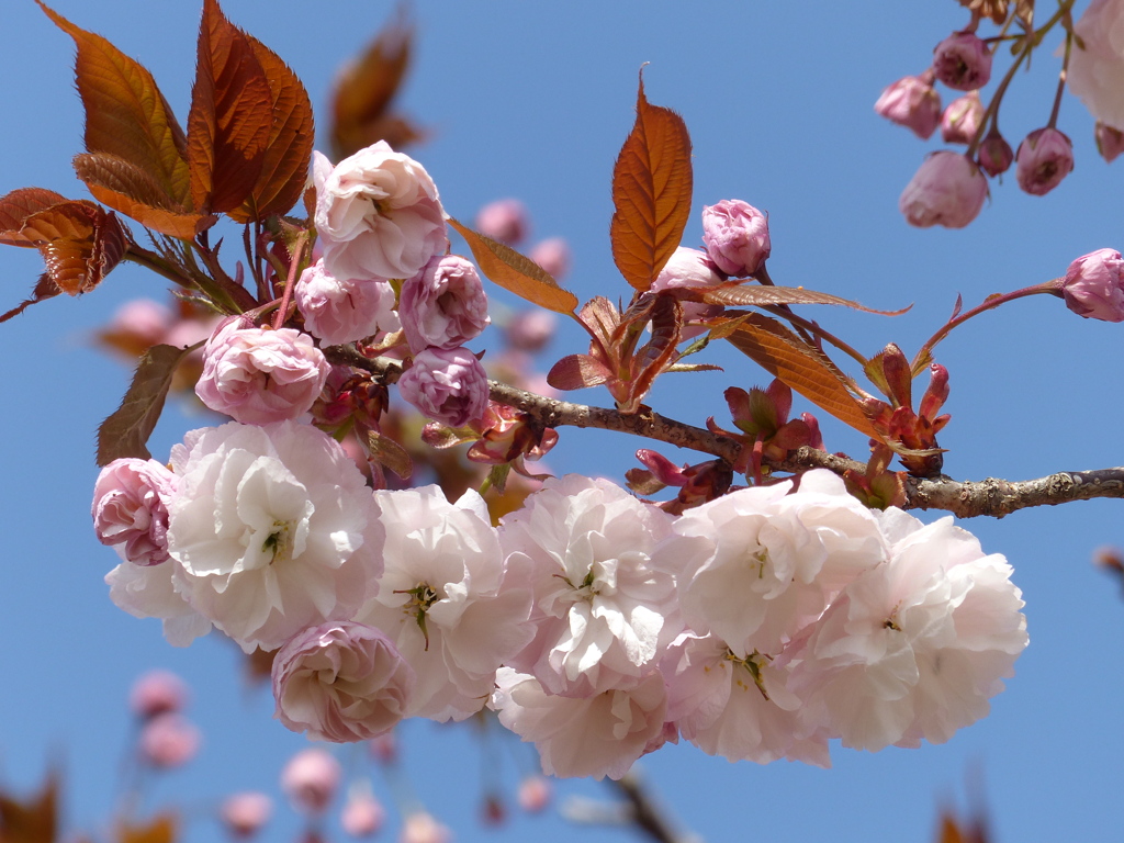 春16(春の花7)