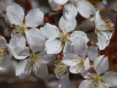 春の花1(桜1)