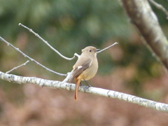 冬の里山で3(ジョウビタキ1)