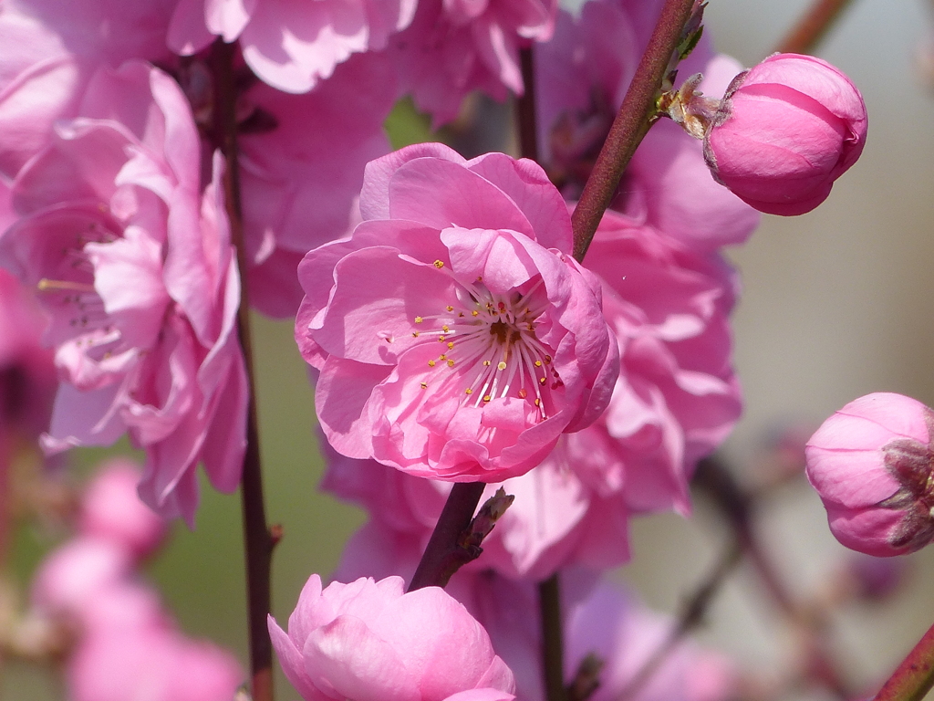 春の花
